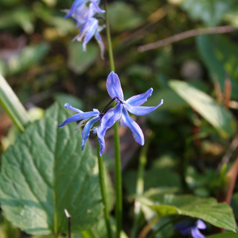 Cebulica syberyjska - Scilla siberica (Kwitnienie)
