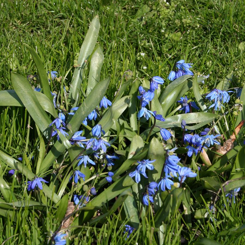 Cebulica syberyjska - Scilla siberica (Plant habit)