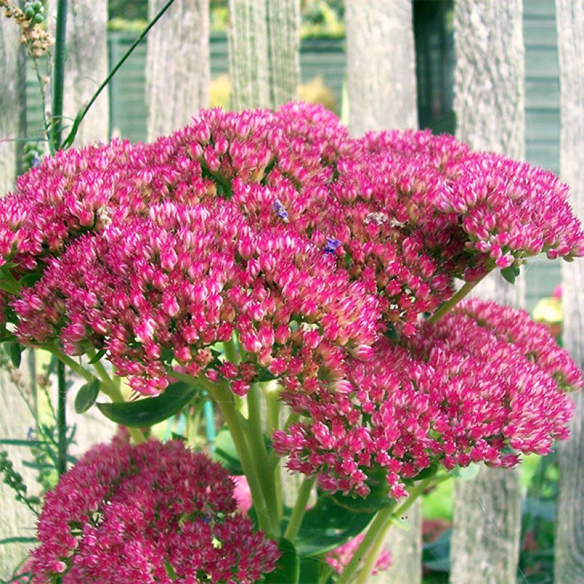 Rozchodnik Herbstfreude = Autumn Joy (Kwitnienie)