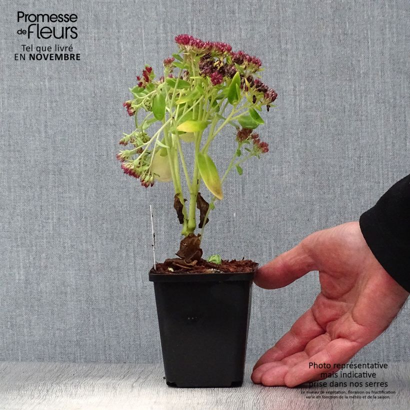 Przykładowy wygląd Rozchodnik Herbstfreude = Autumn Joy Doniczka 8/9 cm w momencie dostawy jesienią