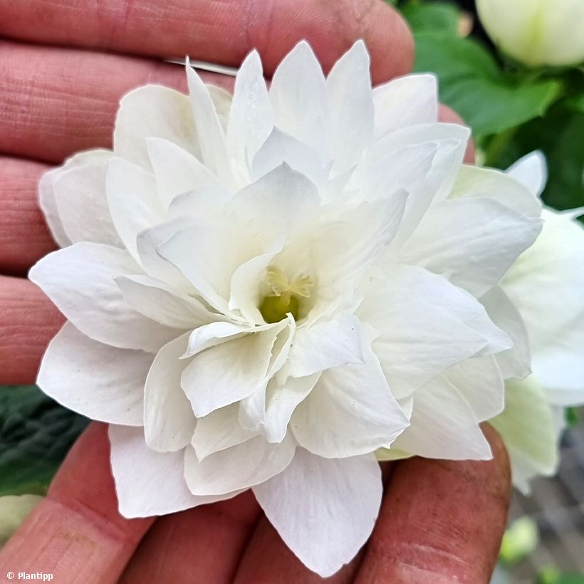 Philadelphus Pearls of Perfume - Jaśminowiec (Kwitnienie)