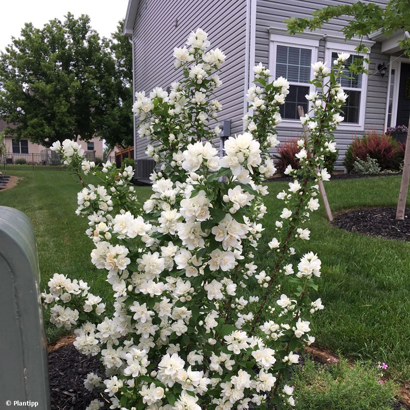 Philadelphus Pearls of Perfume - Jaśminowiec (Pokrój rośliny)