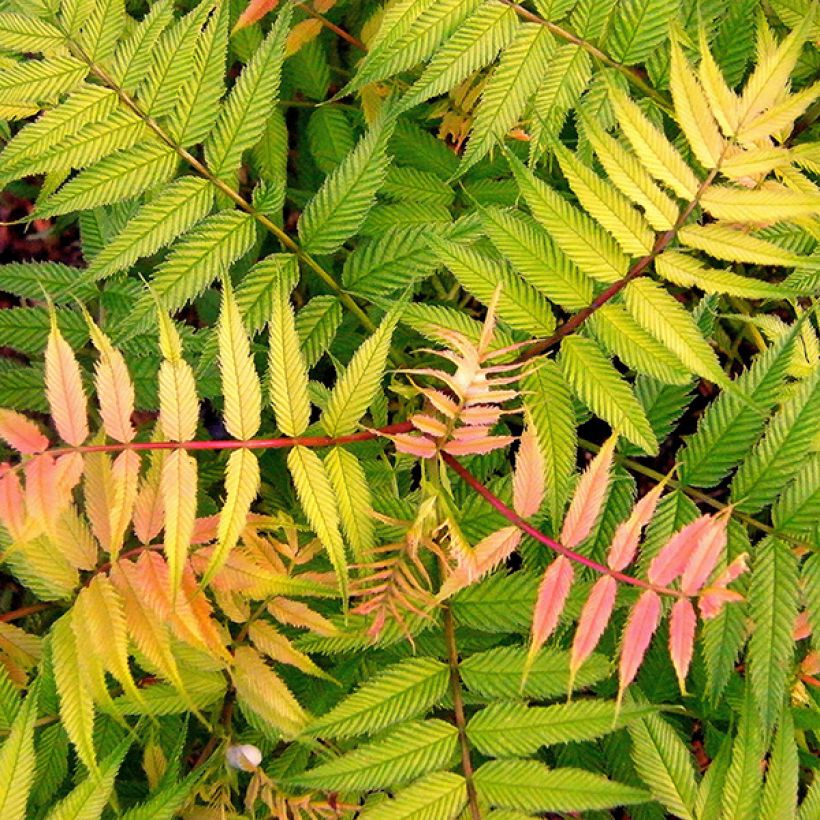 Tawlina jarzębolistna Sem - Sorbaria sorbifolia (Ulistnienie)