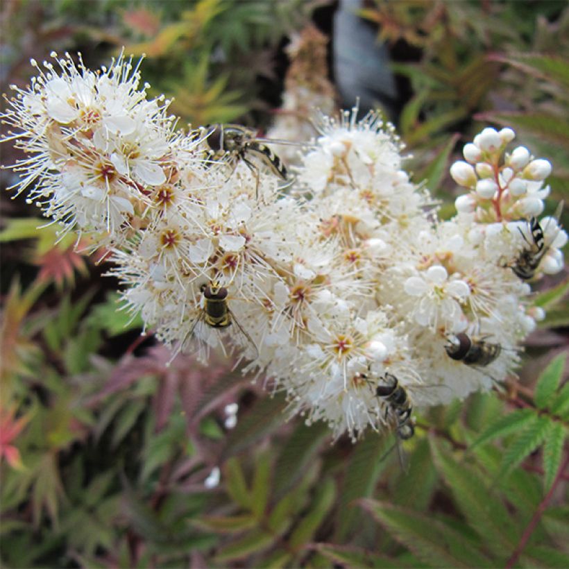 Tawlina jarzębolistna Sem - Sorbaria sorbifolia (Kwitnienie)