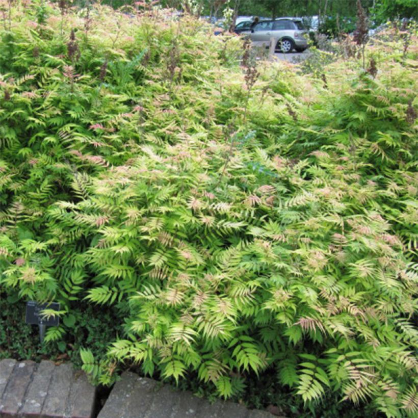 Tawlina jarzębolistna Sem - Sorbaria sorbifolia (Pokrój rośliny)