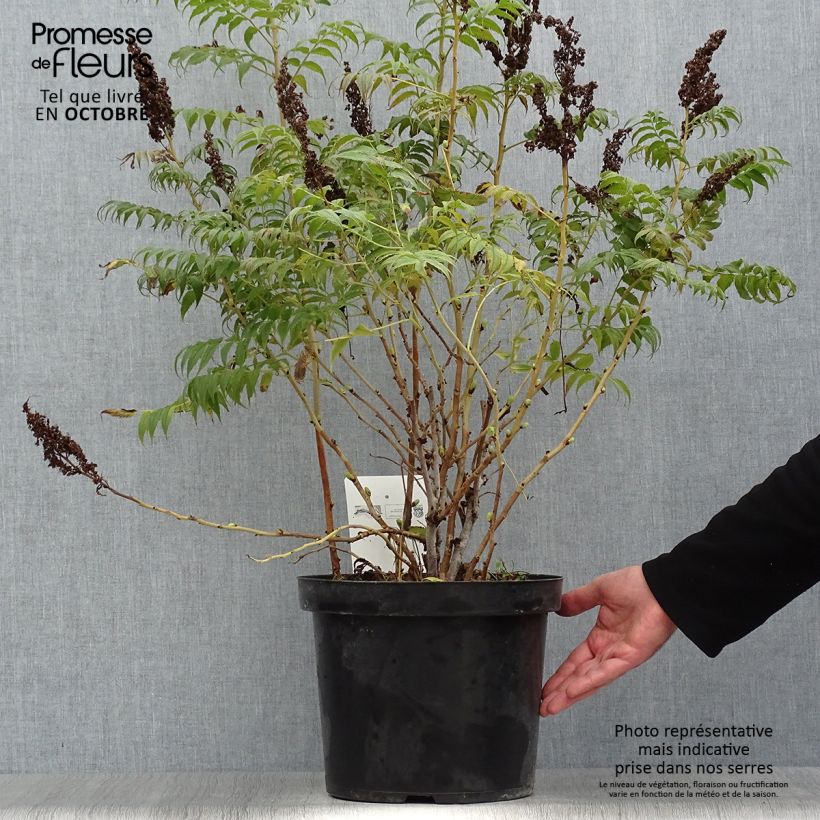 Przykładowy wygląd Tawlina jarzębolistna Sem - Sorbaria sorbifolia Doniczka 7,5L/10L w momencie dostawy jesienią