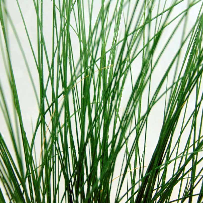 Ostnica cieniutka - Stipa tenuifolia (Ulistnienie)