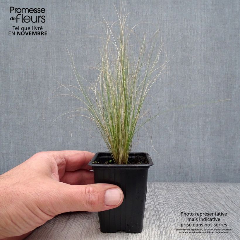 Przykładowy wygląd Ostnica cieniutka - Stipa tenuifolia Doniczka 7/8 cm w momencie dostawy jesienią