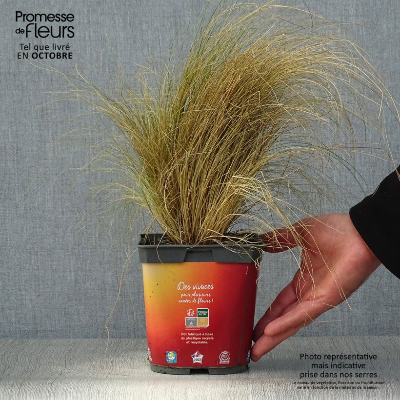 Przykładowy wygląd Ostnica cieniutka - Stipa tenuifolia Doniczka 2L/3L w momencie dostawy jesienią