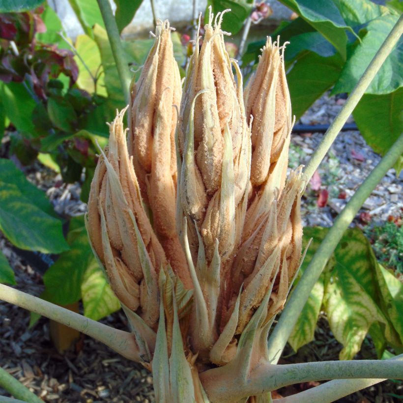 Tetrapanax papyrifera Rex - Drzewo papierowe (Kwitnienie)