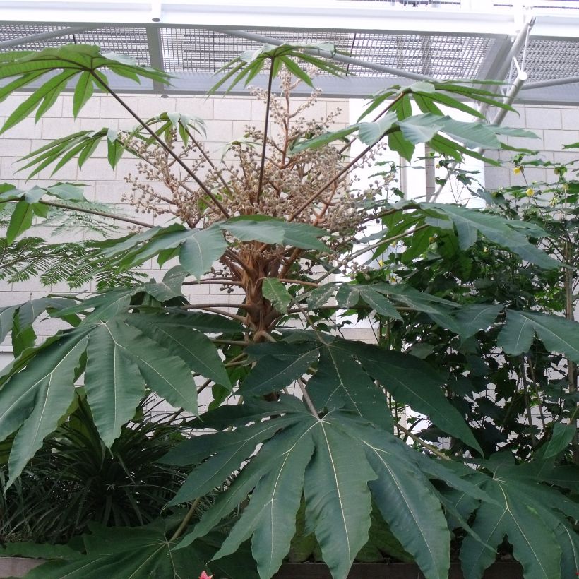 Tetrapanax papyrifera Rex - Drzewo papierowe (Ulistnienie)