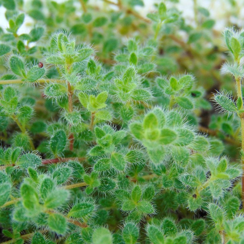 Macierzanka wełnista - Thymus pseudolanuginosus (Ulistnienie)