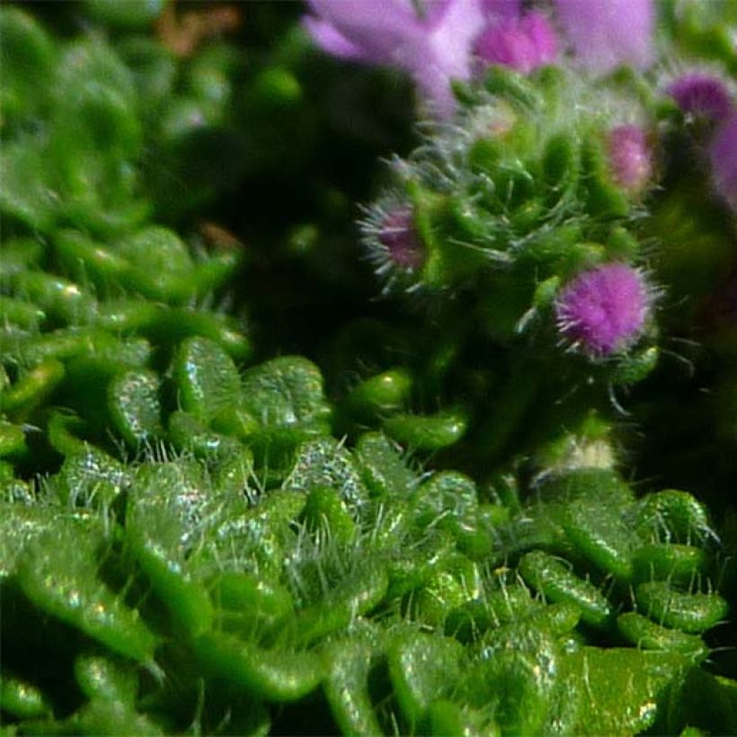 Macierzanka piaskowa Elfin (Ulistnienie)