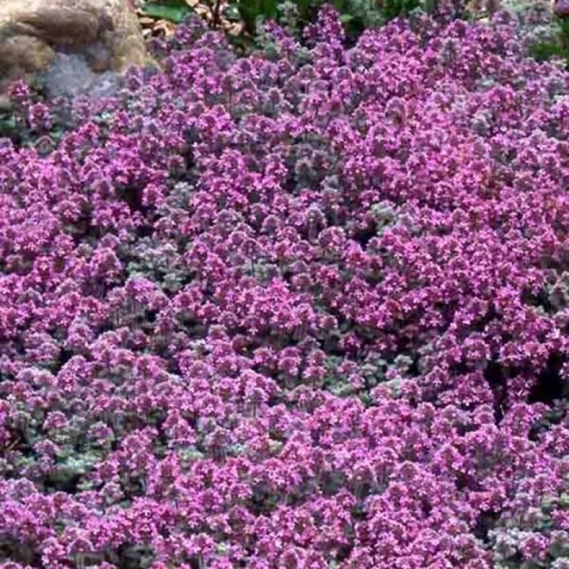 Macierzanka wełnista - Thymus pseudolanuginosus (Kwitnienie)
