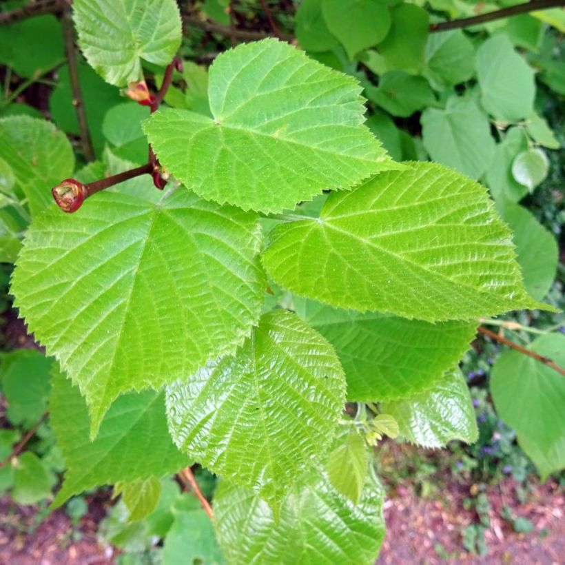 Lipa drobnolistna - Tilia cordata (Ulistnienie)