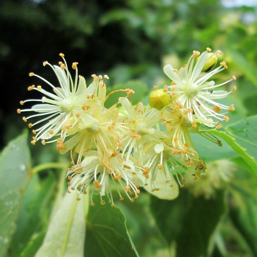 Lipa drobnolistna - Tilia cordata (Kwitnienie)