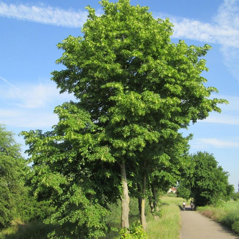 Lipa drobnolistna - Tilia cordata (Plant habit)