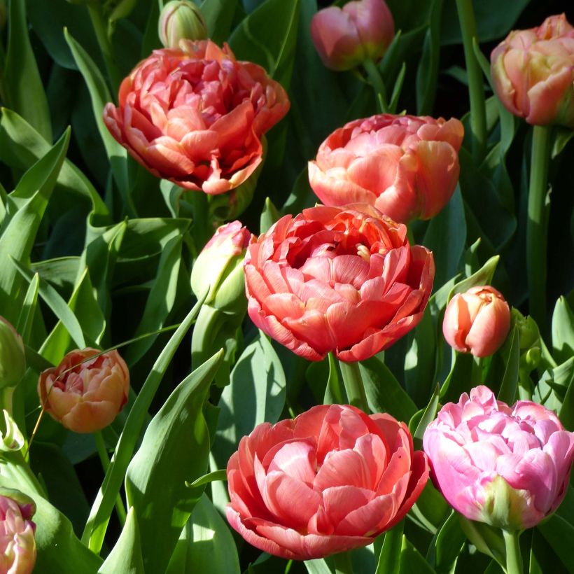 Tulipan Copper Image - Tulipan pełny wczesny (Kwitnienie)