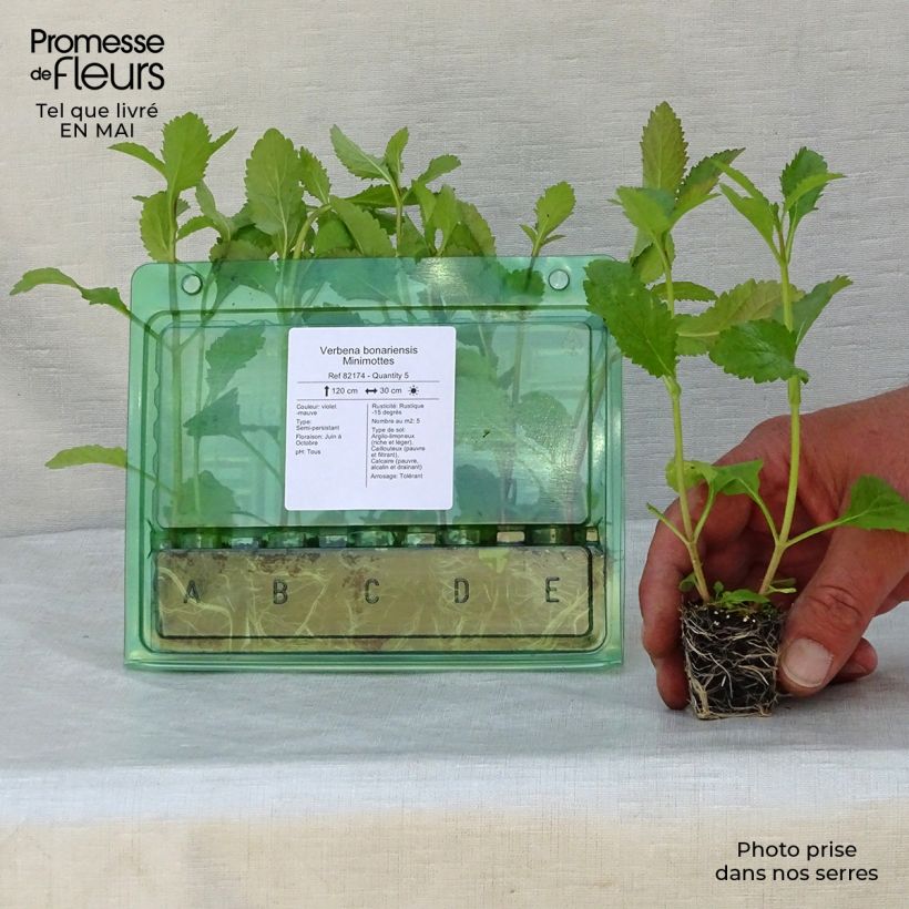 Przykładowy wygląd Werbena patagońska - Verbena bonariensis Mini-koreczki Ø 3/4 cm w momencie dostawy wiosną