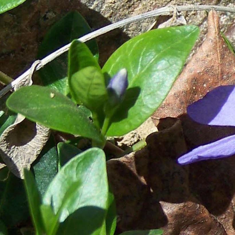 Barwinek pospolity - Vinca minor (Ulistnienie)