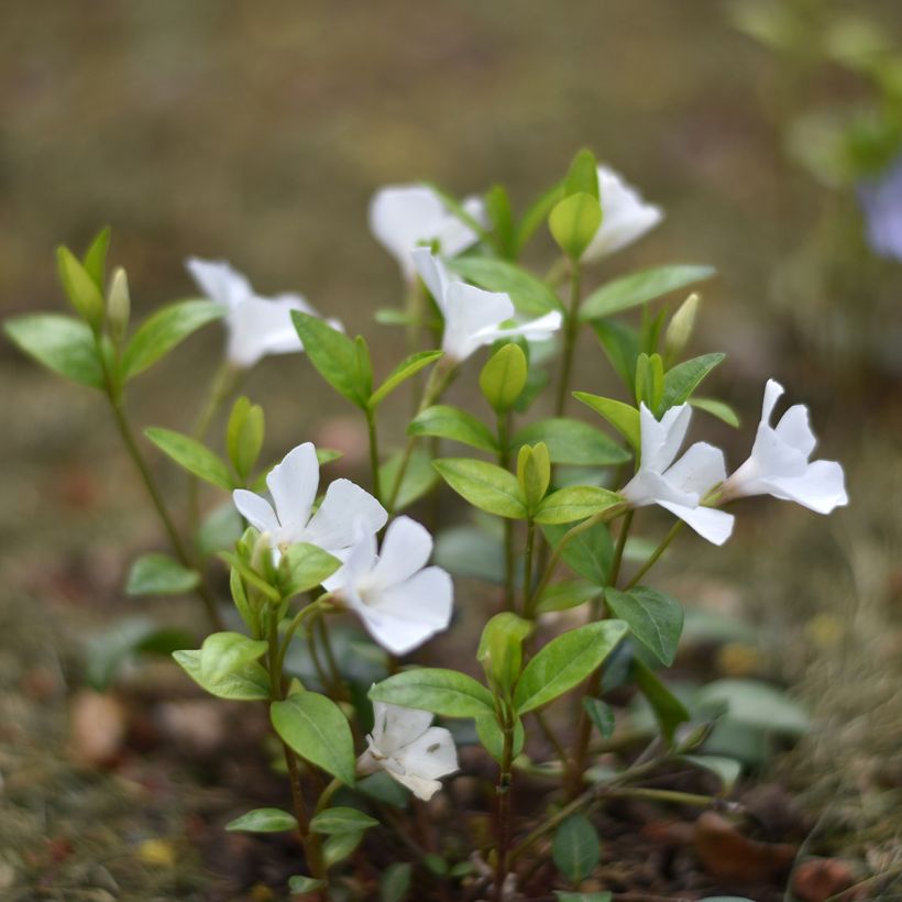 Barwinek pospolity Alba (Plant habit)
