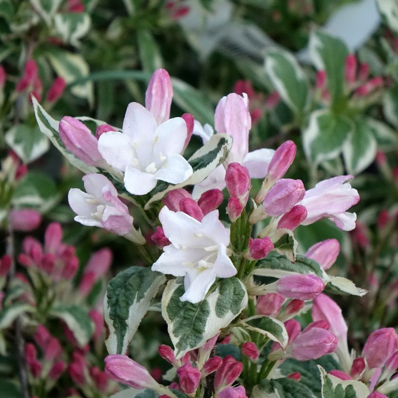 Krzewuszka cudowna Variegata (Kwitnienie)