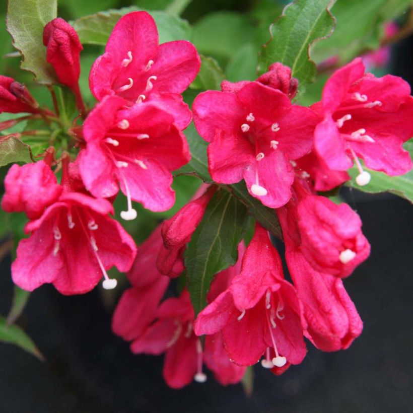 Krzewuszka cudowna Red Prince (Kwitnienie)