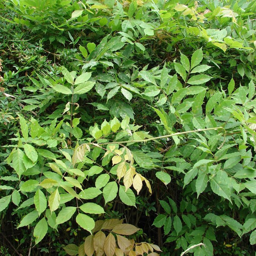 Glicynia kwiecista - Wisteria floribunda (Ulistnienie)