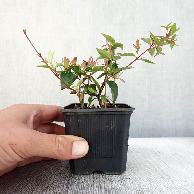 Przykładowy wygląd Abelia wielkokwiatowa Edward Goucher Doniczka 8/9 cm w momencie dostawy jesienią