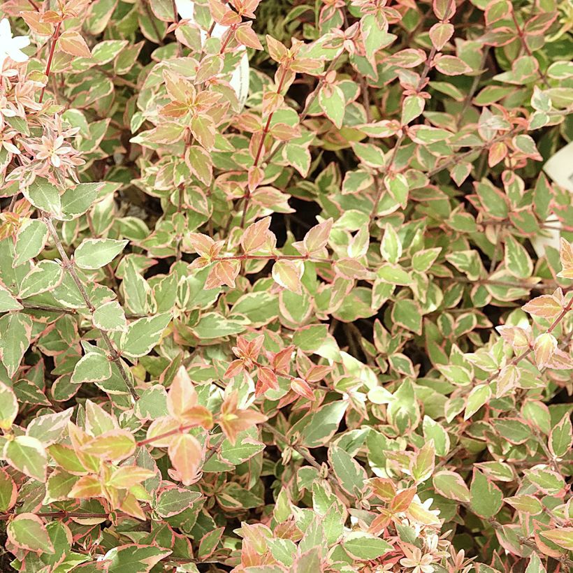 Abelia wielkokwiatowa Psykedelik (Ulistnienie)