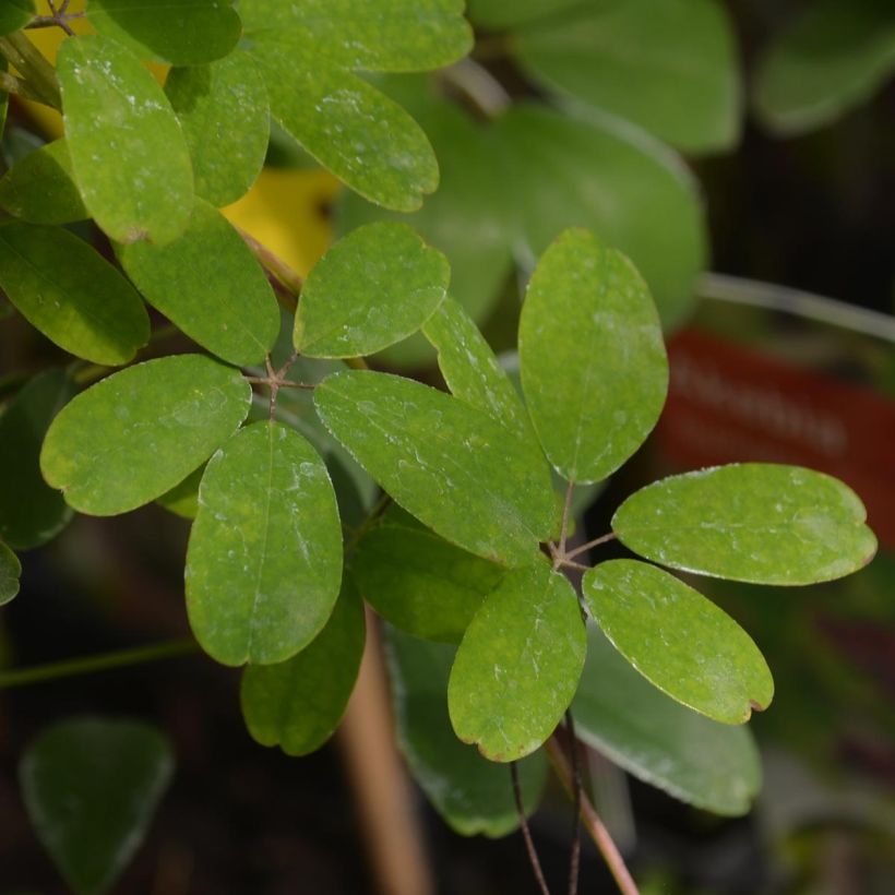 Akebia pięciolistkowa - Akebia quinata (Ulistnienie)