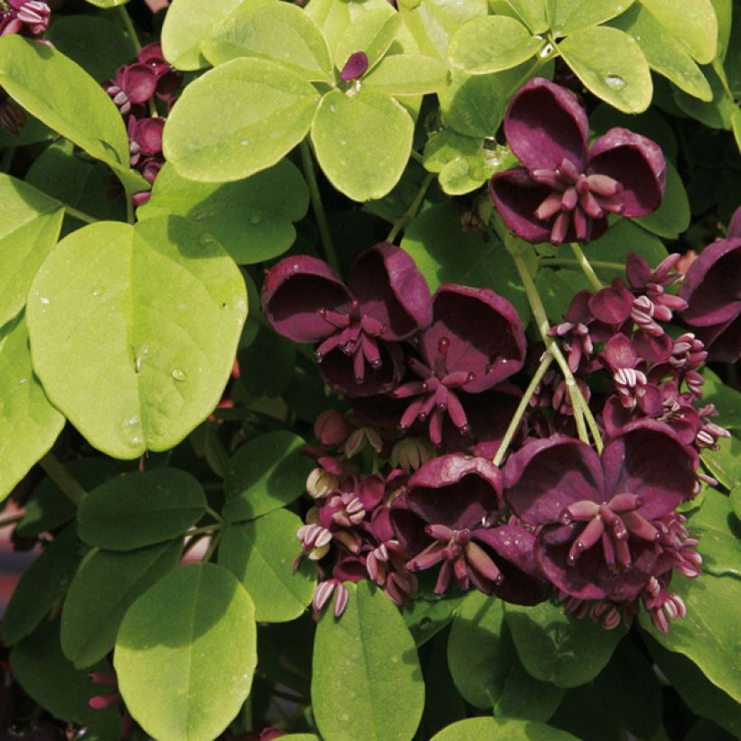 Akebia pięciolistkowa - Akebia quinata (Kwitnienie)
