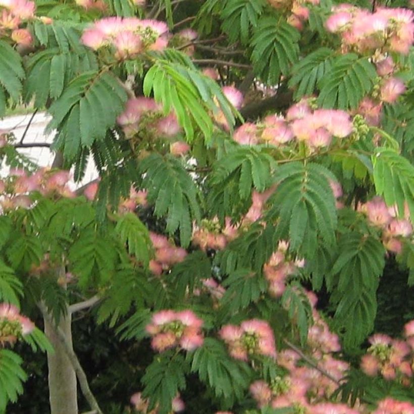 Albicja jedwabista Tropical Dream (Ulistnienie)