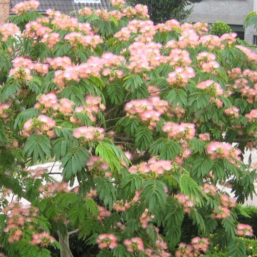 Albicja jedwabista Tropical Dream (Kwitnienie)