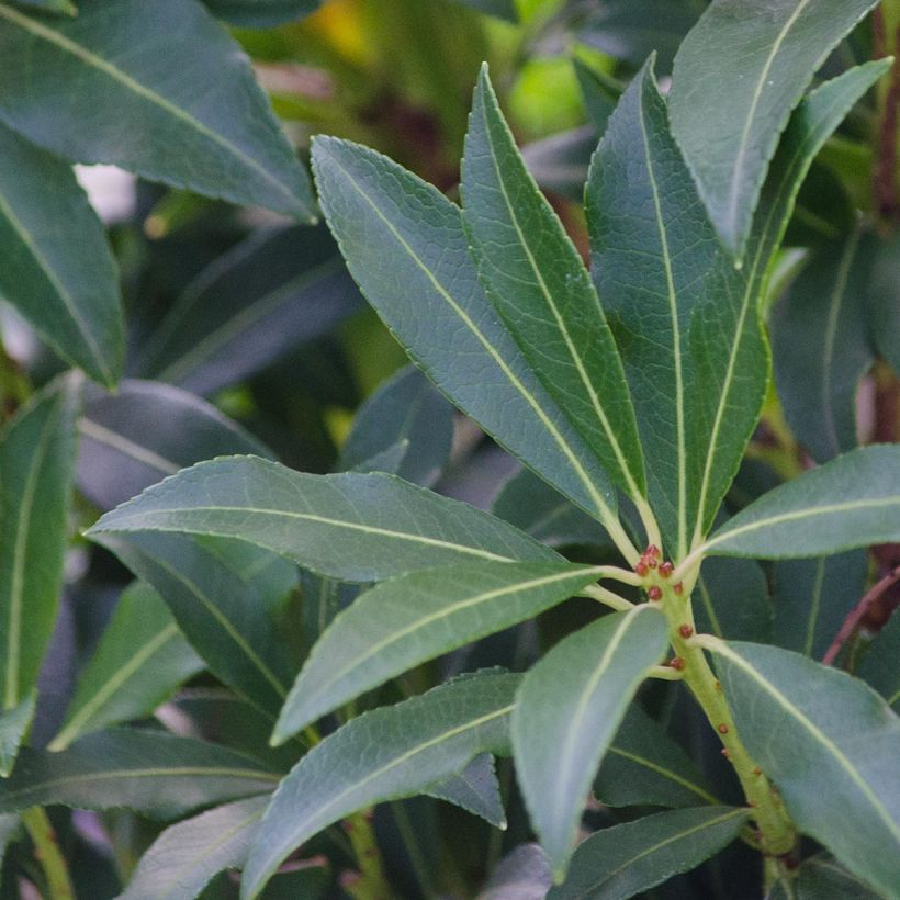 Pieris japoński Forest Flame (Ulistnienie)