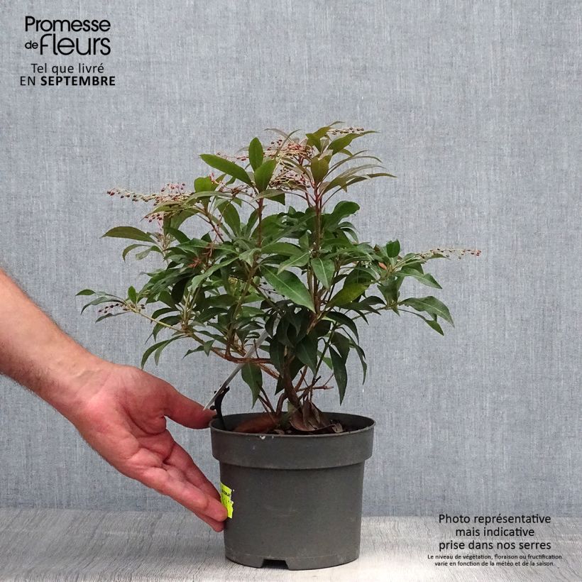Przykładowy wygląd Pieris japoński Katsura Doniczka 2L/3L w momencie dostawy jesienią