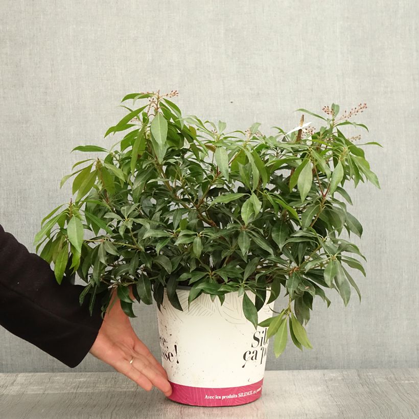 Przykładowy wygląd Pieris japoński Katsura Doniczka 4L/5L w momencie dostawy jesienią