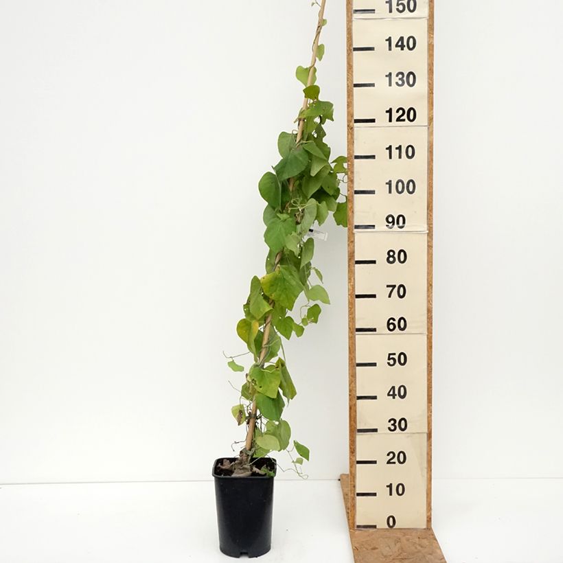 Przykładowy wygląd Aristolochia macrophylla - Kokornak wielkolistny Doniczka 6L/7L w momencie dostawy jesienią