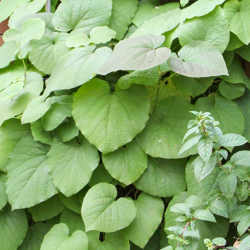 Aristolochia macrophylla - Kokornak wielkolistny (Ulistnienie)