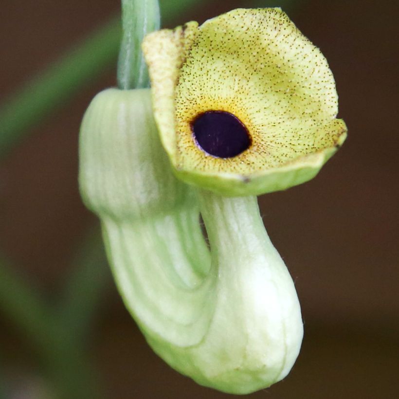 Aristolochia macrophylla - Kokornak wielkolistny (Kwitnienie)