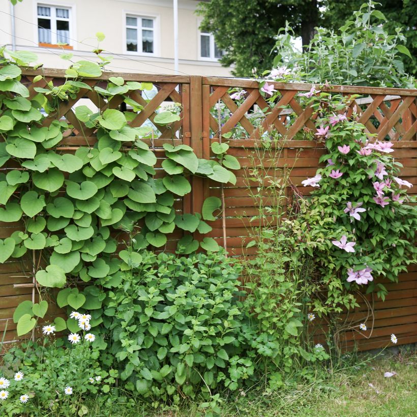 Aristolochia macrophylla - Kokornak wielkolistny (Pokrój rośliny)