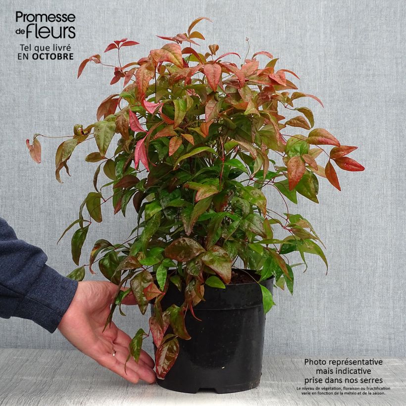Przykładowy wygląd Nandina domowa Blush Pink Aka Doniczka 2L/3L w momencie dostawy jesienią