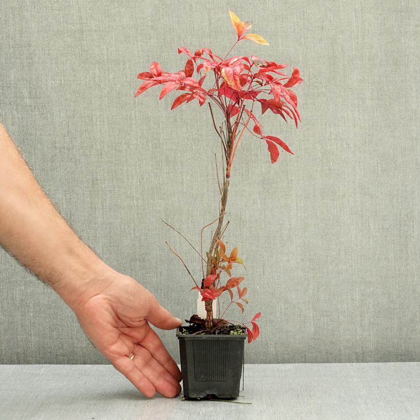 Przykładowy wygląd Nandina domowa Blush Pink Aka Doniczka 8/9 cm w momencie dostawy jesienią