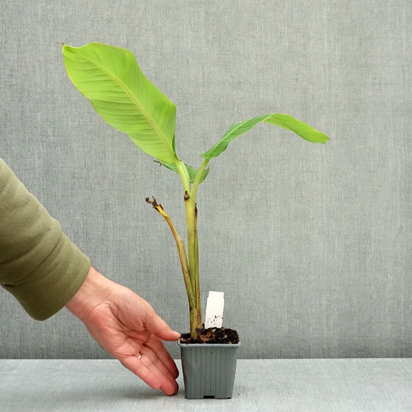 Przykładowy wygląd Bananowiec sikkimski Himalayensis Speciosa Doniczka 8/9 cm w momencie dostawy jesienią