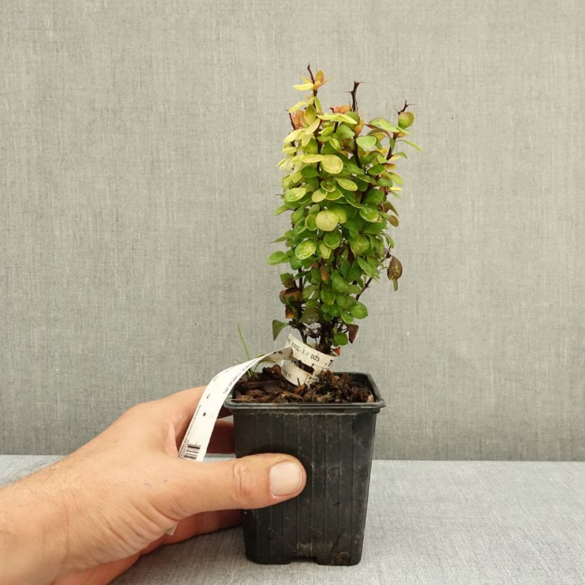 Przykładowy wygląd Berberys Thunberga Orange Torch Doniczka 8/9 cm w momencie dostawy jesienią