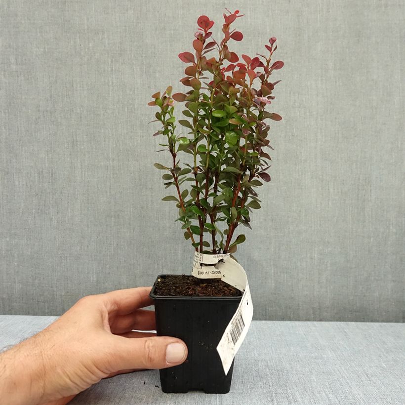 Przykładowy wygląd Berberys Thunberga Red Torch Doniczka 8/9 cm w momencie dostawy jesienią