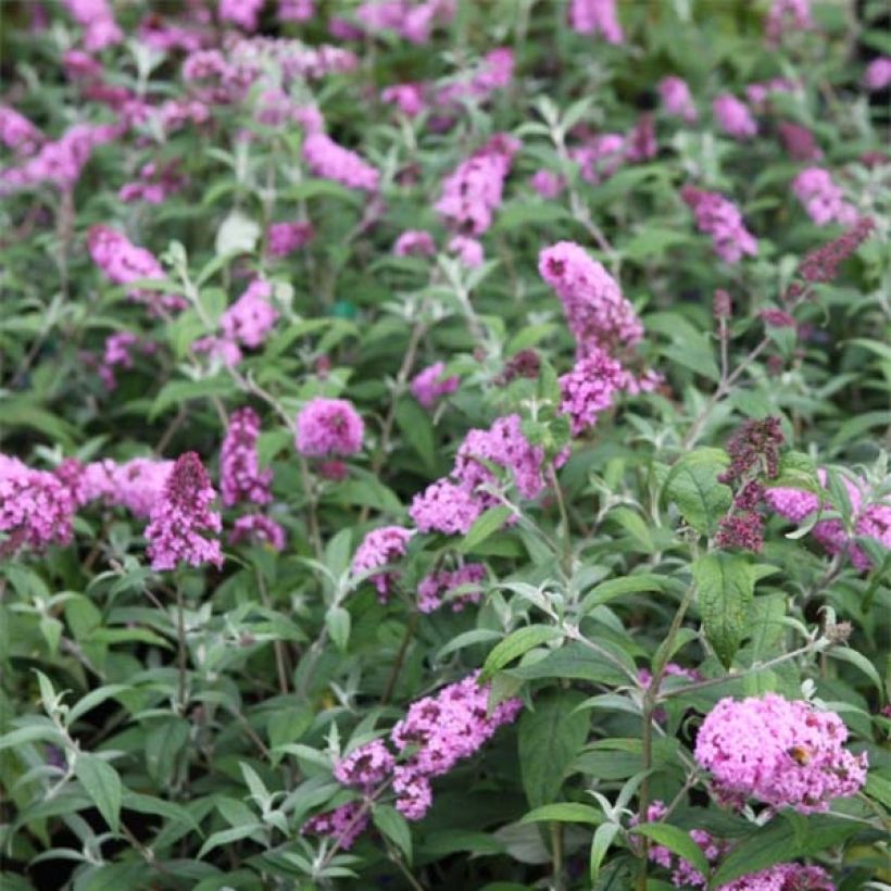 Budleja Dawida Pink Delight (Kwitnienie)