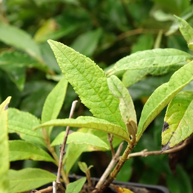 Budleja Dawida Pink Delight (Ulistnienie)