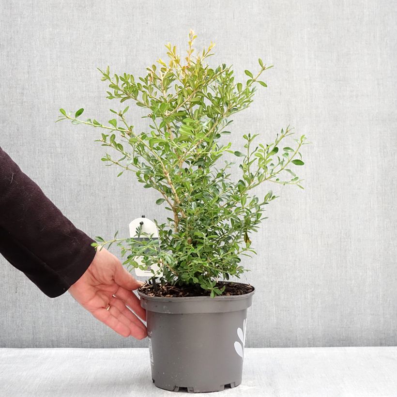 Przykładowy wygląd Bukszpan Betterbuxus Skylight Doniczka 3L/4L w momencie dostawy zimą