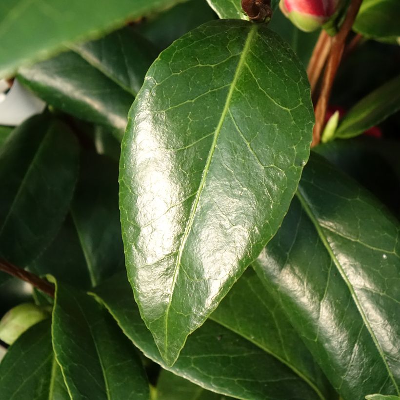 Kamelia japońska Manuroa Road (Ulistnienie)